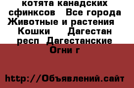 котята канадских сфинксов - Все города Животные и растения » Кошки   . Дагестан респ.,Дагестанские Огни г.